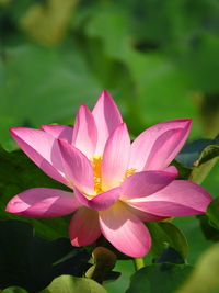 Close-up of pink lotus  in lake