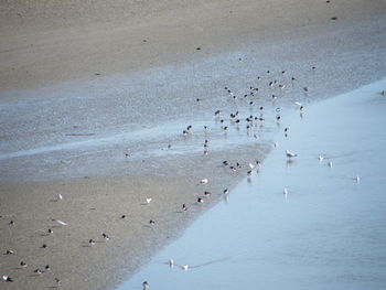 Birds flying over beach against sky