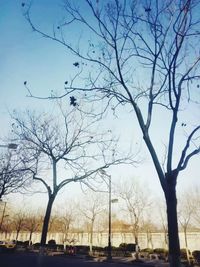 Bare trees against sky in city