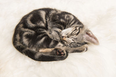 Rolled op sleeping tabby kitten on a white fur 