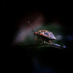 Close-up of insect