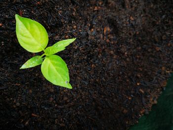 High angle view of small plant growing on field