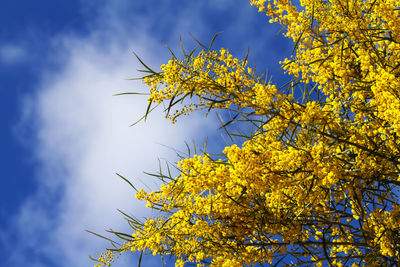 Low angle view of yellow flowering tree against sky