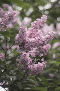 Close-up of pink flowering plant