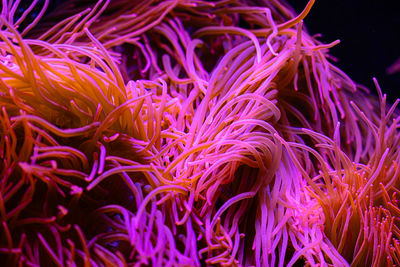 Beautiful sea anemones growing in the aquarium in germany. underwater scenery.