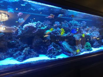 View of fish swimming in aquarium