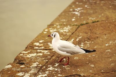 Close-up of seagull perching on wall