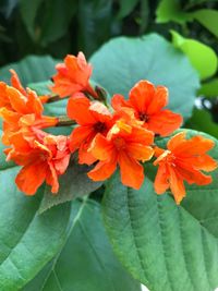 Close-up of red flowering plant