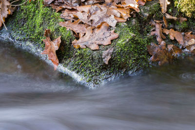 Close-up of tree in water