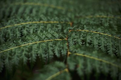 Close-up of fern leaves