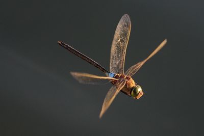 Close-up of insect on wall