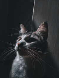 Close-up of cat looking away