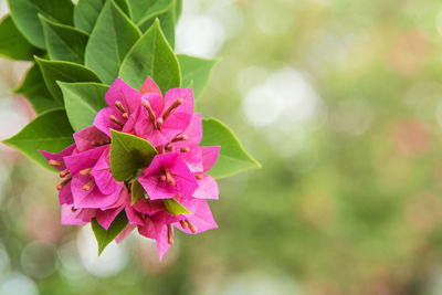 Close-up of pink flowering plant