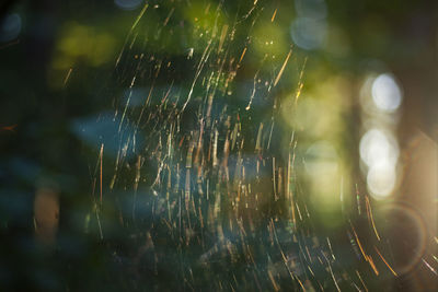 spider web