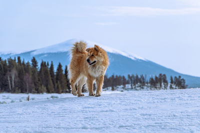 Dog running on snow covered landscape