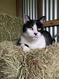 Portrait of cat looking at camera