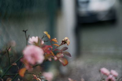 Close-up of plant against blurred background