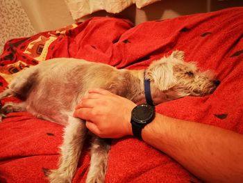 High angle view of dog sleeping on sofa