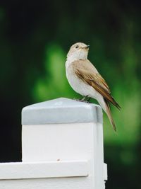 Close-up of bird perching on feeder