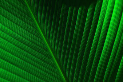 Full frame shot of palm leaves