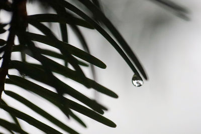 Close-up of wet plant