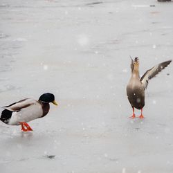 Two birds in the water