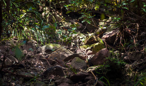 Close-up of fresh plants in forest