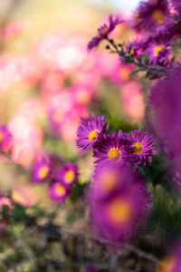 Close-up of pink flowering plants on field