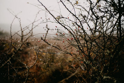 Close-up of bare tree on field against sky