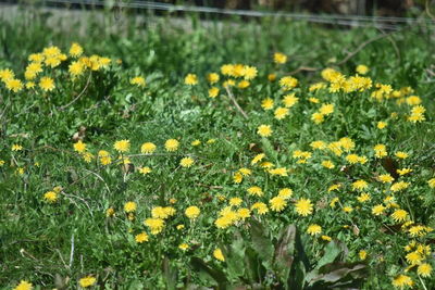 Close-up of yellow flowering plants on field