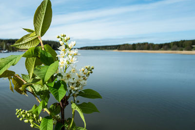 Close-up of flowering plant by lake against sky