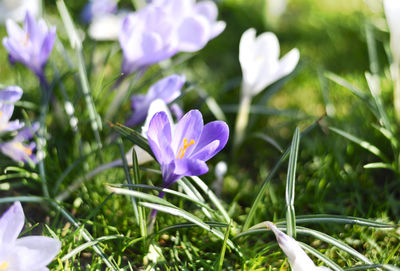 Close-up of purple crocus flowers on field