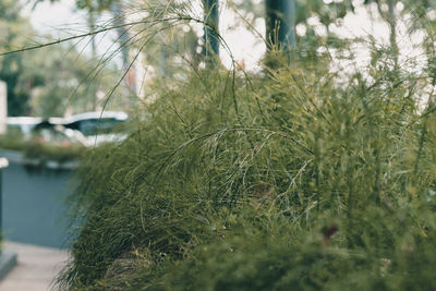 Close-up of grass against blurred background