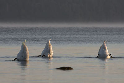 Birds swimming in sea