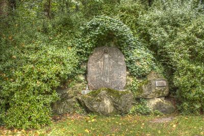 Plant growing in old town