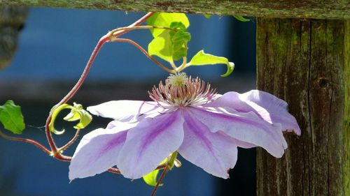 Close-up of flowers