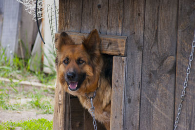 Portrait of dog on wooden door