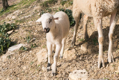 Sheep standing in a farm