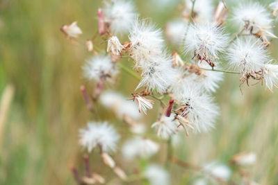 Close-up of white flowering plant