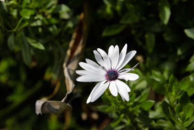 Close-up of white flower