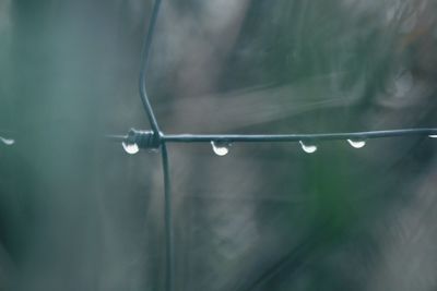 Close-up of water drops on leaf