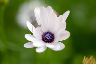 Close-up of white flower