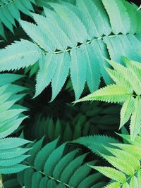 High angle view of fern leaves