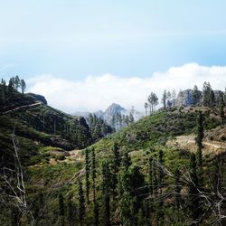 Scenic view of forest against sky