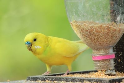 Close-up of bird perching on yellow leaf