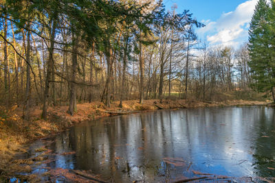 Scenic view of lake in forest