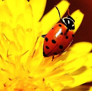 Close-up of butterfly on flower