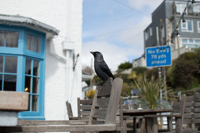 Bird perching on a building