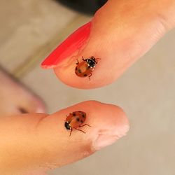 Close-up of ladybug on hand