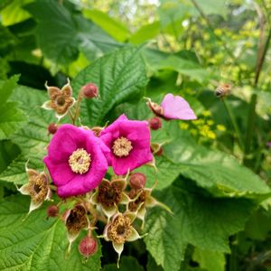 Close-up of pink flowers blooming outdoors